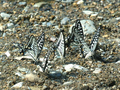 f0208666_162232.jpg