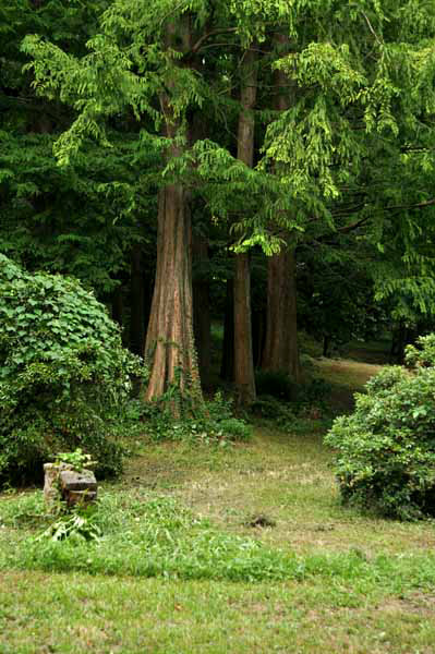 夏の小石川植物園写真集 part1_e0030187_14401713.jpg