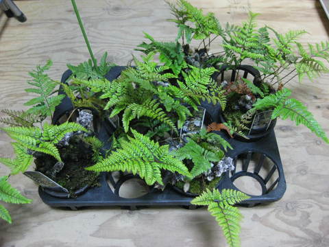 トキワシノブ 石化 販売 画像 写真 価格 値段 庭木 安行 植木 田中園 Shop Tanakaen Jp Web Magazine トキワシノブ 石化 販売 画像 写真 価格 値段 庭木 安行 植木 田中園 Shop Tanakaen Jp Web Magazine