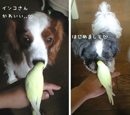 インコたち。_c0040201_1136570.jpg