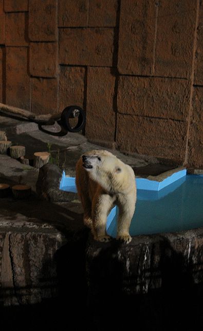 Night Zoo(ピリカ)_c0155902_23372862.jpg