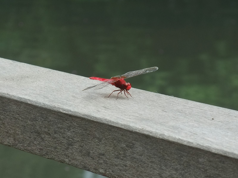 新林公園 2010/08/21_a0114003_232561.jpg