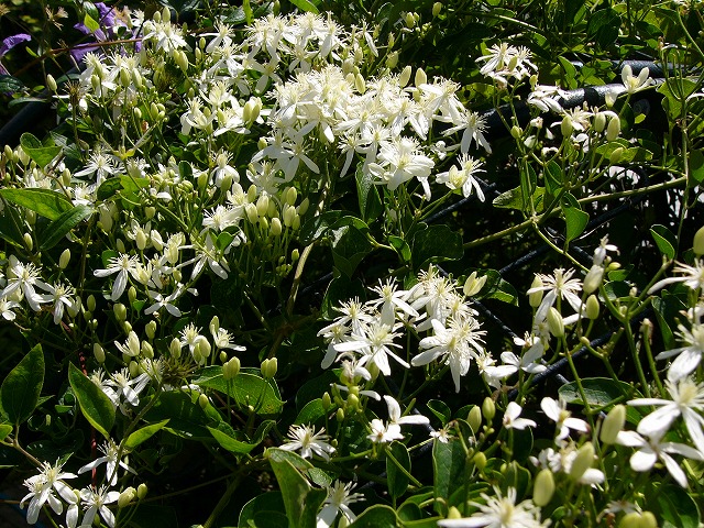 a0123003_2291580.jpg