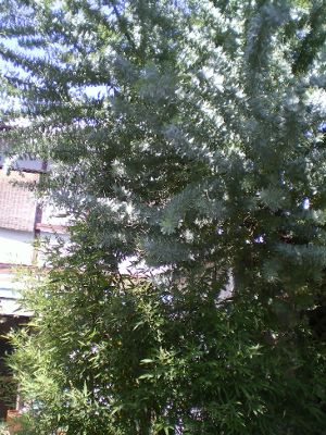 f0206605_15331352.jpg