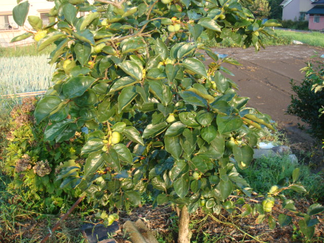 e0181908_8242356.jpg