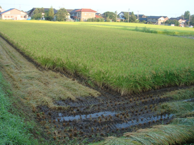 e0181908_8245038.jpg