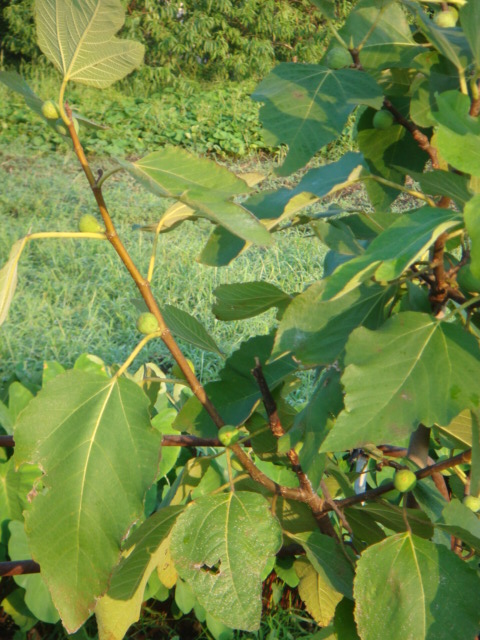 e0181908_825224.jpg