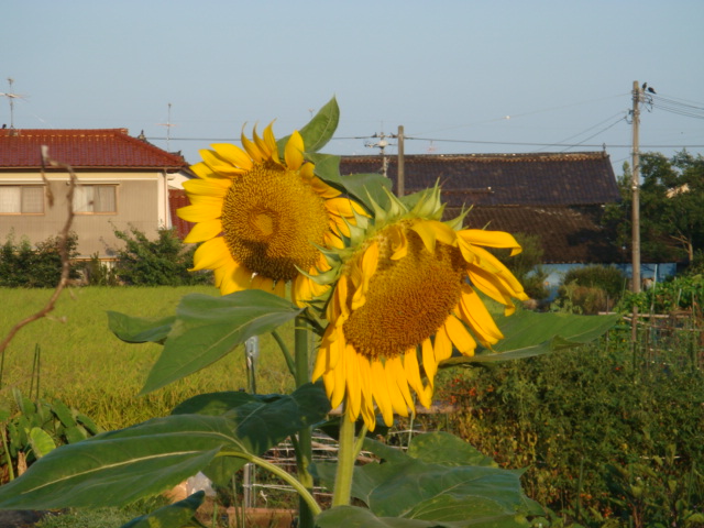 e0181908_8252968.jpg