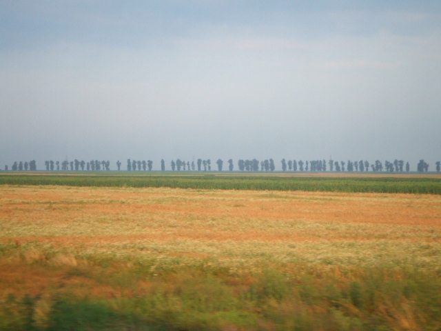 e0176809_10442294.jpg