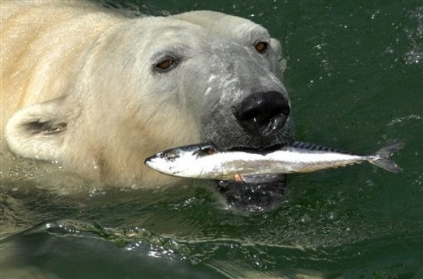 ハンガリー・ブダペスト動物園のレディとヴィタスの不妊検査 ～ ドナウ河岸の憂鬱_a0151913_19573591.jpg