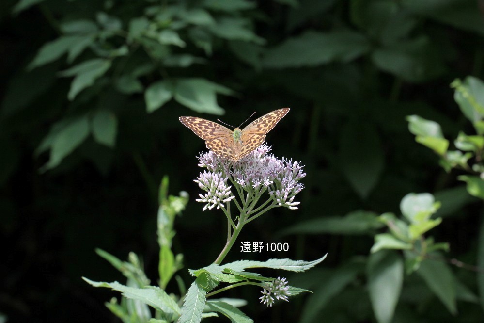 d0109319_67615.jpg