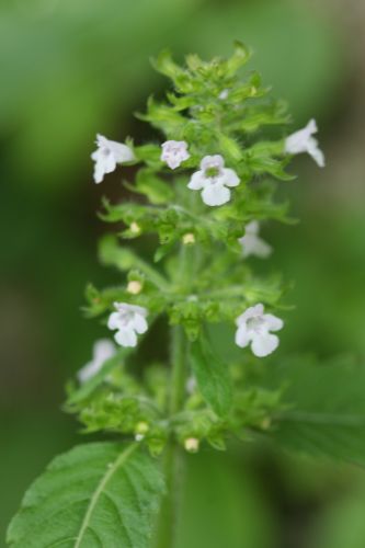 上高地の花１３　　トウバナ_a0040021_9192830.jpg