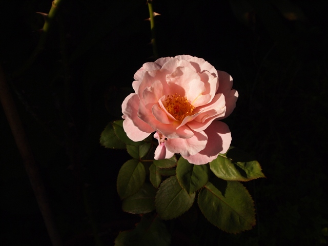 b0177323_14222466.jpg