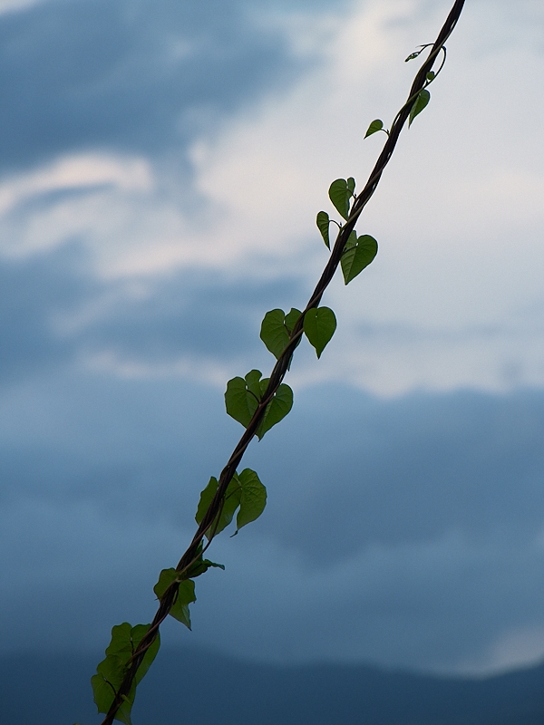 c0006928_20183227.jpg
