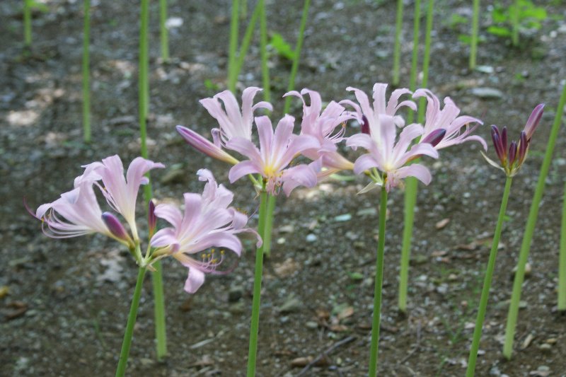 花言葉がいっぱい☆｢悲しい思い出｣｢深い思いやり｣｢あなたのために何でもします｣「快い楽しさ」_a0122932_1232492.jpg