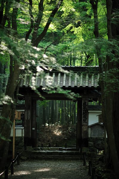 jizo-in 　（地蔵院）　　== 竹の寺 ==_c0118545_23191852.jpg