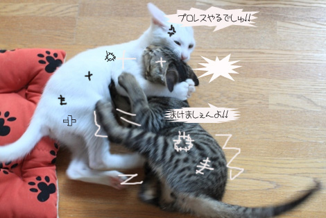 暑さ吹っ飛ぶ猫プロ？！_e0151545_21454199.jpg