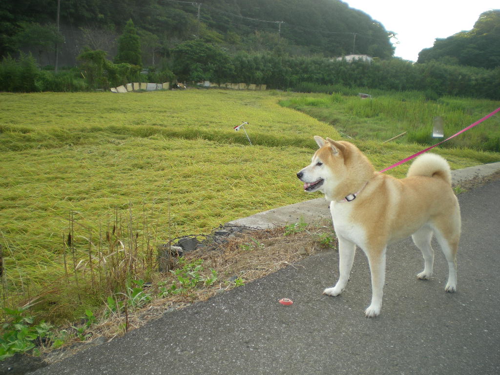 2010年8月27日(金)新米出たよ~!_f0060461_9282278.jpg
