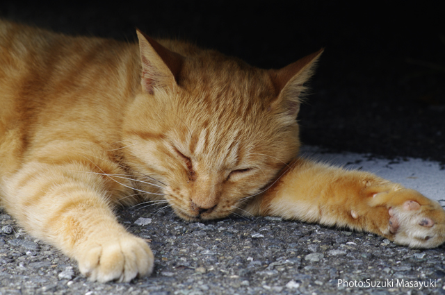 その車の下のリラックスした茶とら猫に。。_b0174465_6424810.jpg