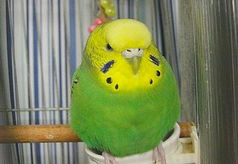 姫様 大変な事になってますよ たんたん のっぽ 姫様 大変な事になってますよ たんたん のっぽ