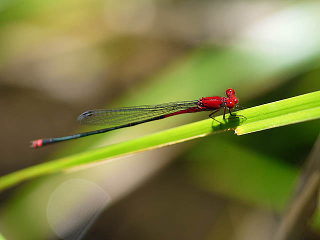 赤い蜻蛉（８月上・中旬　八重山）_f0199866_20273940.jpg