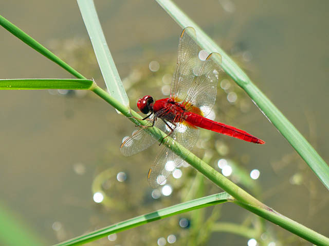 赤い蜻蛉（８月上・中旬　八重山）_f0199866_20283432.jpg