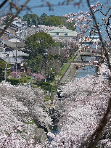 大津　琵琶湖疎水の桜_c0196076_10404120.jpg