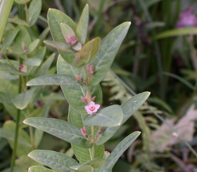 黒沢湿原の草花を求めて（最終）_d0160788_22385231.jpg