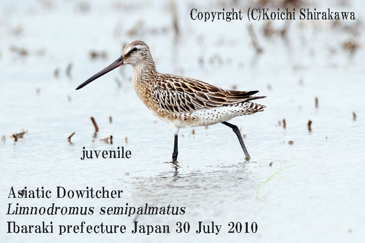 シベリアオオハシシギ４　Asiatic Dowitcher_c0071489_0142646.jpg