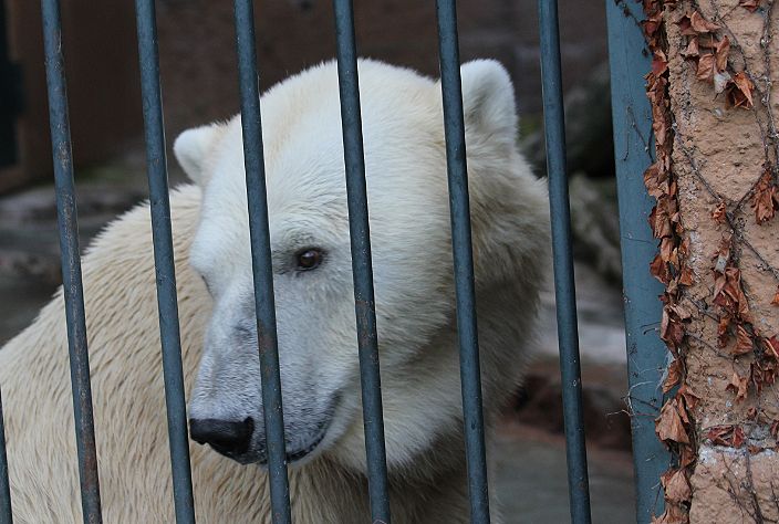 Night Zoo(デナリ)_c0155902_950946.jpg