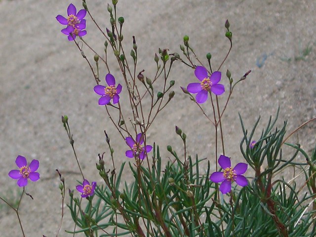 夏花火 薔薇と樹々の薫る庭