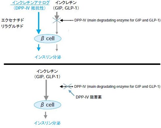 インクレチン関連薬_e0156318_21175492.jpg