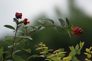 f0170524_8303424.jpg