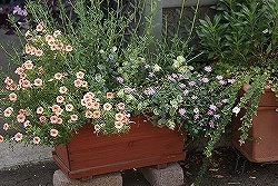 f0170524_8361413.jpg
