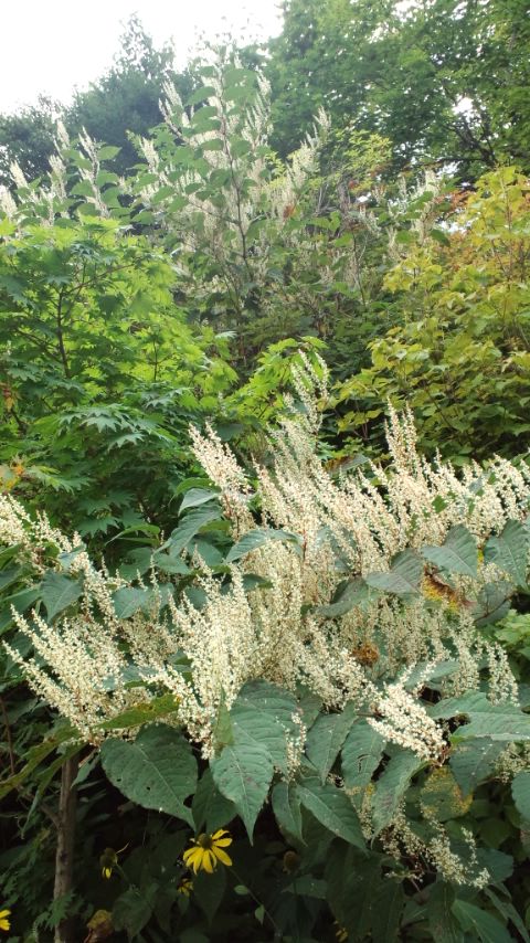 野草！_c0213830_189168.jpg
