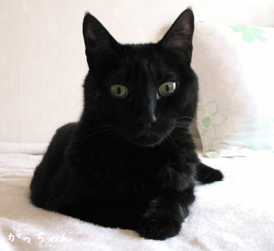 a0166338_20441356.gif