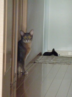 猫のお友だち 庄九朗くん 来未ちゃん編。_a0143140_18402026.jpg