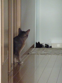猫のお友だち 庄九朗くん 来未ちゃん編。_a0143140_18404431.jpg