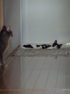 猫のお友だち 庄九朗くん 来未ちゃん編。_a0143140_18422282.jpg