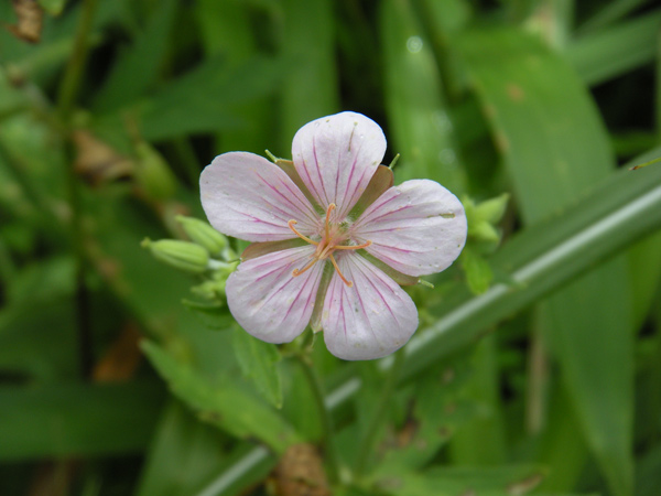 c0047341_912720.jpg