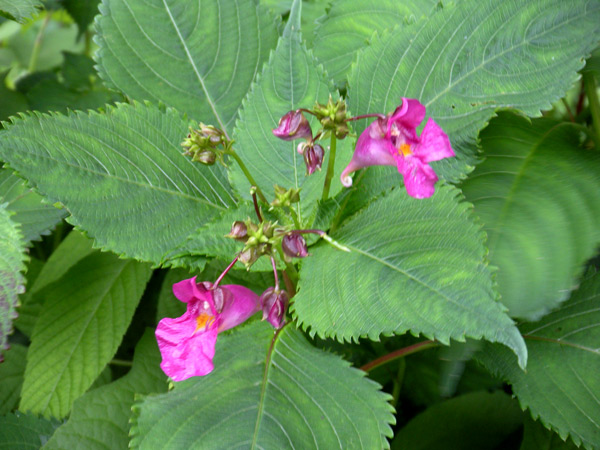 c0047341_93312.jpg
