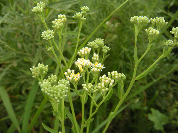 c0047341_942264.jpg