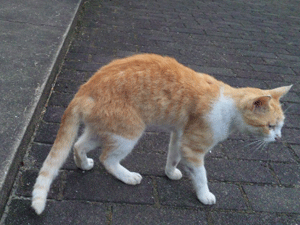 f0229250_914372.gif