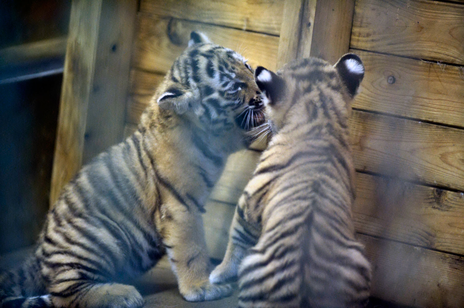 耳にハート 動物園へ行こう 耳にハート 動物園へ行こう