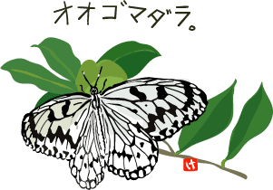 保育園のオオゴマダラ お茶しましょ 保育園のオオゴマダラ お茶しましょ
