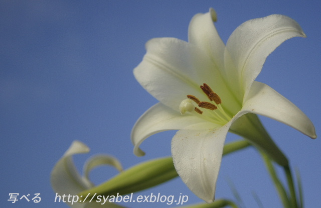 白百合の花 写べる