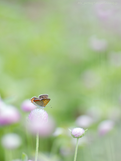 秋へのアプローチ_e0097970_0312163.jpg