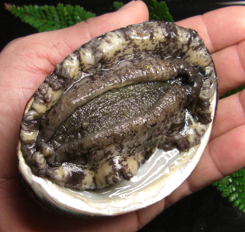 あわび三昧 ゴン麹 酔いどれ散歩千鳥足 野望と無謀
