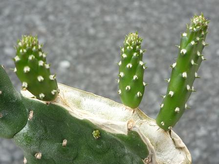 すくすく スミエボシのこどもたち 健気に育つ植物たち