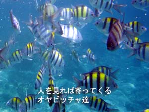今日はスノーケルだよ!_f0144385_20274597.jpg